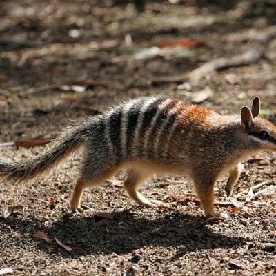 A numbat standing on a dirt-covered ground.